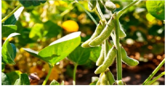 برنامه تغذیه سویا